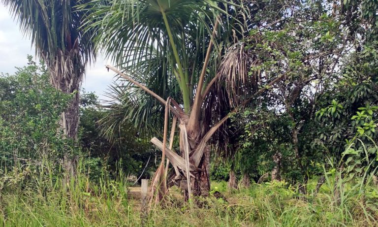 tosaerba telecomandata usata in piantazioni di palme